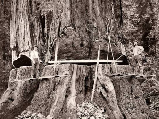 1890 -  Del Norte County, California - Redwood Tree Sawing (O)